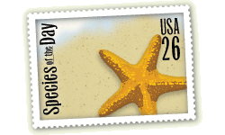 Living Stamp: Starfish